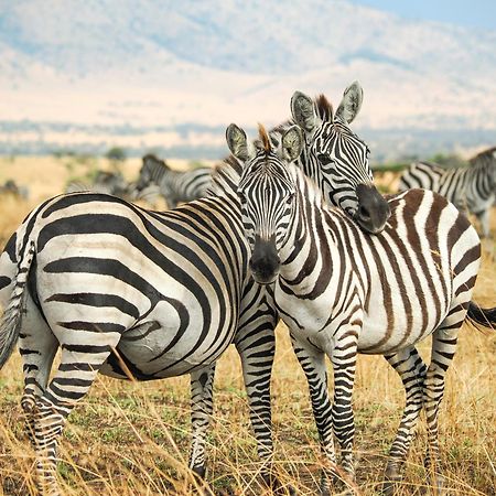 Lake Natron Maasai Giraffe Eco Lodge And Camping Mtowabaga المظهر الخارجي الصورة