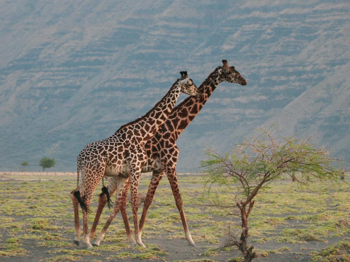Lake Natron Maasai Giraffe Eco Lodge And Camping Mtowabaga المظهر الخارجي الصورة