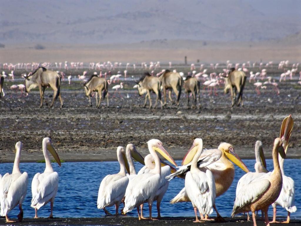 Lake Natron Maasai Giraffe Eco Lodge And Camping Mtowabaga المظهر الخارجي الصورة